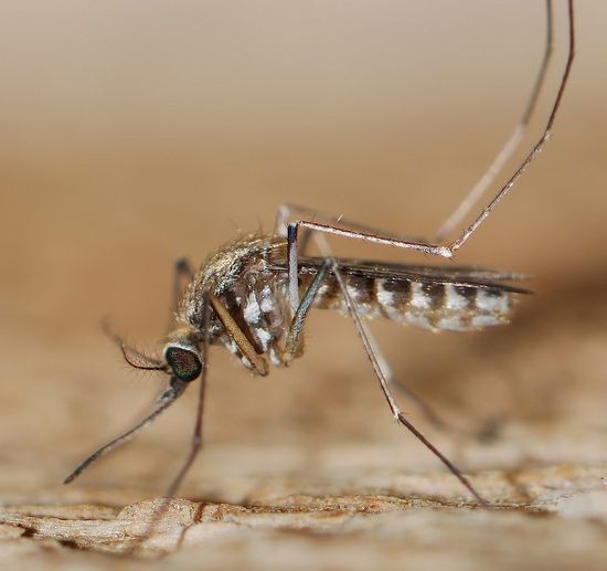 Létavý hmyz je jedním z rizik nákazy tropickými nemocemi