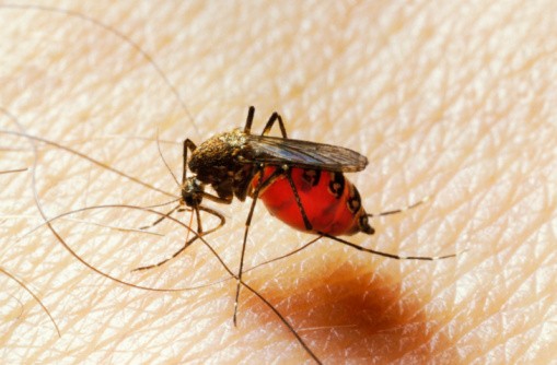 Malárii přenášejí moskyti